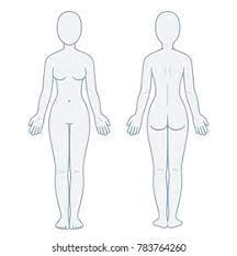 This article looks at female body parts and their functions, and it provides an interactive diagram. Nude Female Body Front Back View Stock Illustration 783764260