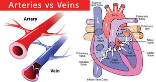 Pin On Veterinary Anatomy Physiology