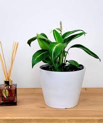 Image result for Spathiphyllum