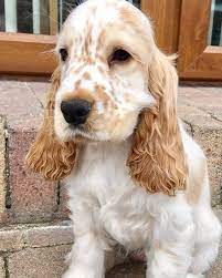 englishcockersni english cocker spaniel puppies cocker spaniel puppies orange roan cocker spaniel