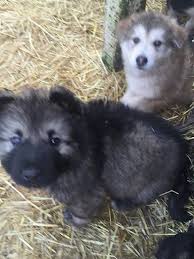 Beautiful american alsatian puppy pictures. American Alsatian Dog Breed Information And Pictures