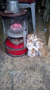 Pisi Pisiler Cok Usumusler Cok Pisi Pisiler Usumusler Cute Kittens Hayvanlar Evcil Hayvanlar