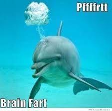 Image Result For Dolphin Memes Funny Dolphin Dolphin Jokes Animals