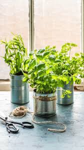 Selbstgemachter Krautergarten Kuche Kuchetisch Rezept Diy Krautergarten Fur Die Kuche Krauter Topfe Aus Blechd Krautergarten Kuche Diy Krautergarten Pflanzen