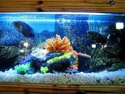 The Best Aquarium Safe Paints And Are Acrylics Safe