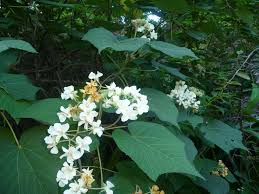 Image result for Dombeya acutangula