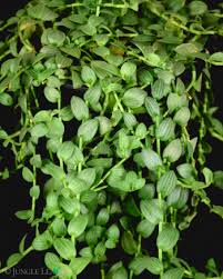 Image result for Aneilema zebrinum