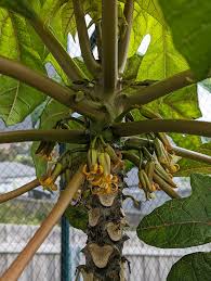 Image result for Vasconcellea pubescens