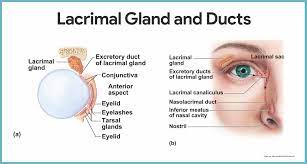 Webmd's eyes anatomy pages provide a detailed picture and definition of the human eyes. Special Senses Anatomy And Physiology Nurseslabs
