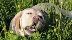 Why Do Dogs Eat Grass Dog Eating Dog Allergies Dogs Eating Grass