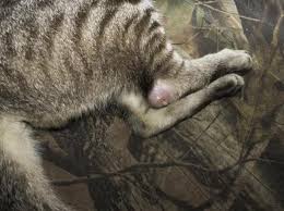 During the movement, the pain only increases, and with more complex ligament. Why Is My Cat Limping All Of A Sudden Causes And Treatment