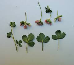 Image result for Argyrolobium