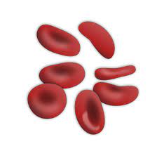 We did not find results for: File Red Blood Cells Svg Wikimedia Commons