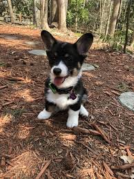 Black And Brown Corgi Teddy Bear Or Corgi Puppy This Cuteness Is Unbearable Https Ift Tt 2wwksus In 2020 Corgi Mix Breeds Corgi Mix Corgi