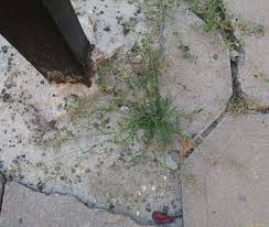 Image result for Eragrostis moggii