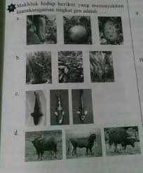 Dia secara langsung memberikan kehidupan kepada manusia. Makhluk Hidup Berikut Yang Menunjukkan Keanekaragaman Tingkat Gen Adalah Brainly Co Id