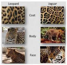 On close inspection, you'll find the rosettes on each cat differs. The Top 5 Differences Between Jaguars And Leopards The Wildcat Sanctuary