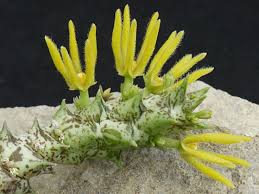 Image result for Orbea lugardii