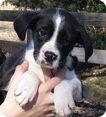 Minnetonka Mn Border Collie Boxer Mix Meet Avery A Puppy For Adoption Http Www Adoptapet Com Pet 14845647 Mi Border Collie Border Collie Mix Collie Mix