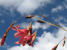 Image result for Dierama formosum