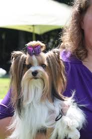 Show Photos Of Gorgeous Biewers Biewer Yorkie Basic Dog Training Yorkie Hairstyles