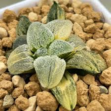 Image result for Pavetta pygmaea