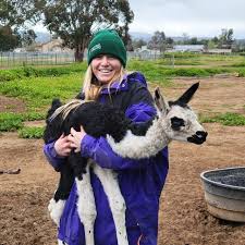 Black Mountain Pack Llamas