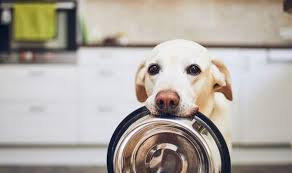 From food dispensers to lush bedding, make sure you're kitted out for your new feline friend. Happy International Dog Day Greetings Dog Quotes And Messages How To Celebrate Express Co Uk