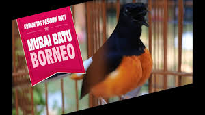 Kata bijak penuh makna yang bikin termotivasi. Pasukan Mati Murai Batu Borneo Siap Serbu Ngabuburit Base Camp Km Video Media Ronggolawe