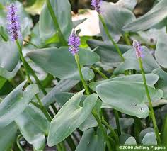 Image result for Pontederiaceae