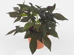 Image result for Ipomoea barteri