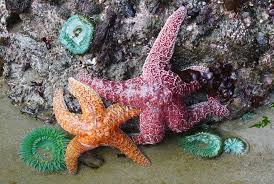 Tide Pooling And Exploring Kalaloch Tides