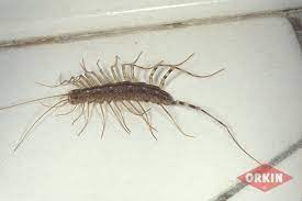 The post here's why you should never kill a house centipede appeared first on reader's digest. How To Identify Centipedes Get Rid Of Centipedes Orkin