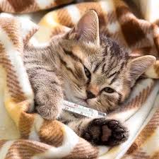 Cat Sneezing What Does It Mean Bow Wow Meow Pet Insurance In 2020 Cat Sneezing Cats Sick Kitten