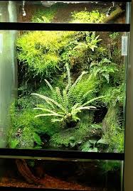 All Green Garden Terrarium Terrarium Plants Planted Aquarium