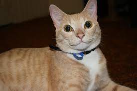 Cats Smiling Dogs And Cats Pet Care And Advice Plus Wild Animals
