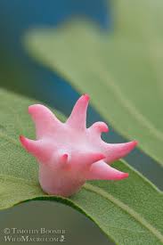 Image result for Dicoma galpinii