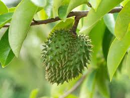 Khasiat dari buah durian belanda ini memberikan. Bagaimana Daun Durian Belanda Bermanfaat Buat Anda Ceriasihat