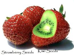 Kiwi Strawberry Is It Real Or Another Hoax Luv2garden Com Strawberry Kiwi And Banana Kiwi
