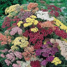 Common Yarrow Flower Xbox One Best Flower Wallpaper