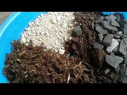 Con un cactus básico, por ejemplo una opuntia o una planta sucia, como la echeveria. Youtube How To Dry Basil Youtube Herbs