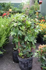 Check spelling or type a new query. Vines For Growing In Houston Choosing The Right Vine For Your Garden