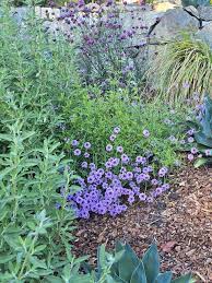 Image result for Nemesia lilacina