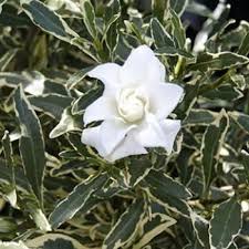 Gardenia Jasminoides Radicans Variegata Pender Nursery Popular Flowers Pretty Flowers Flowers
