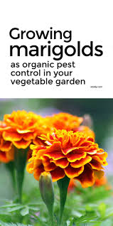 How to plant marigolds from seeds. Growing Marigolds To Control Pests Organically