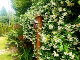 Two at a time by the two man gentlemen band. Intoxicating Night Jasmine First Thing We Smell Every Morning Gardening