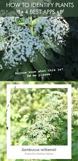 While this app doesn't offer detailed information, this is a fun and simple interface for finding the name and species of a wide variety and garden and wild plants. 4 Best Apps To Help Identify Plants And Trees