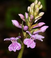 Image result for Diaphananthe vesicata