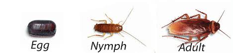What Do Baby Roaches Look Like Pictures Find Out Cockroach Guide
