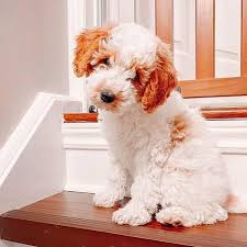 We did not find results for: Cockapoo For Sale South Cockapoo Puppies For Adoption Facebook